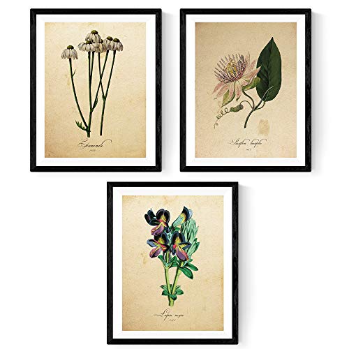 Nacnic Confezione di Stampe sulla Botanica. Poster con Immagini Legate alla Botanica. Stampe da incorniciare con Immagini ispirate alla Natura – Pack Infusión